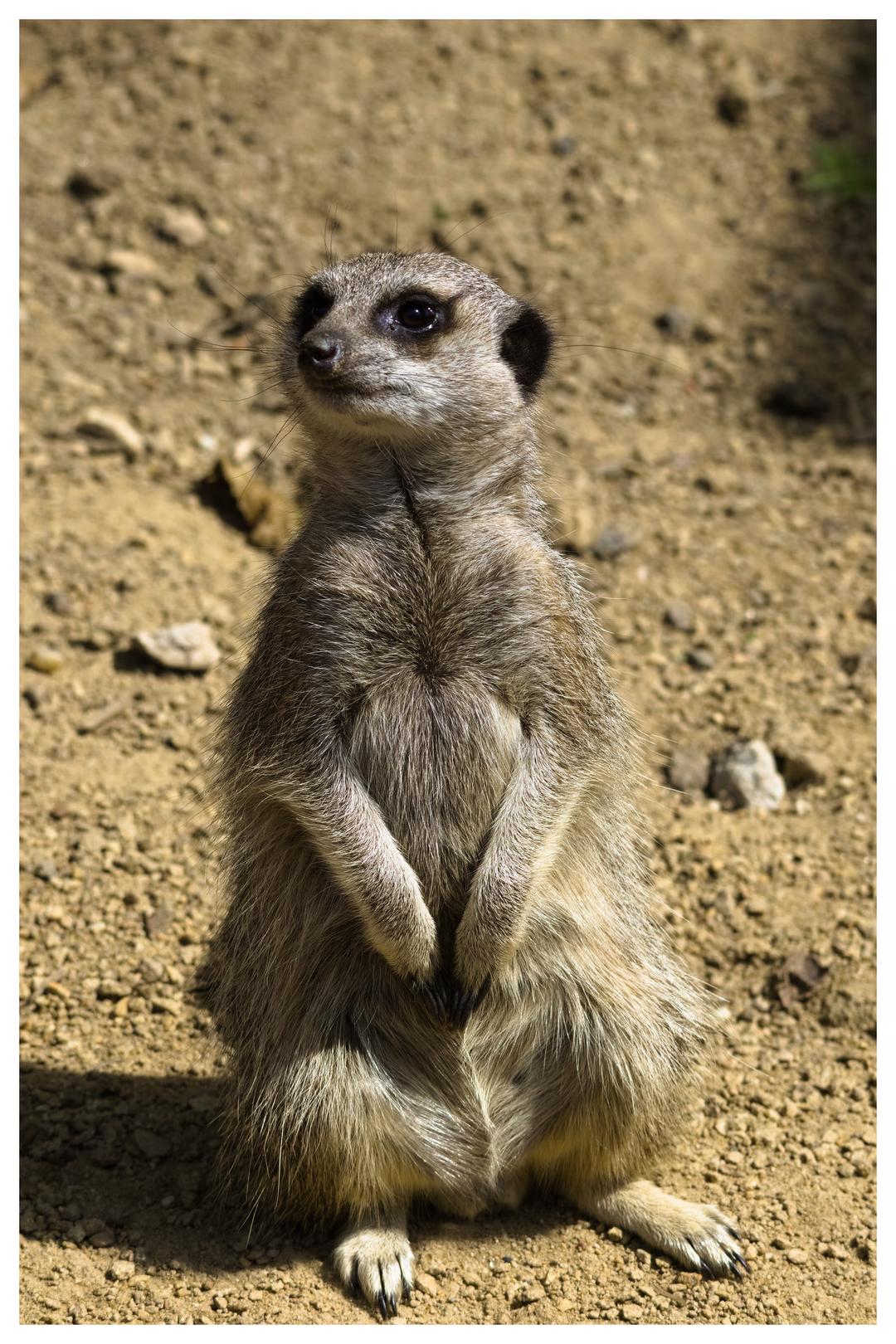 Blackpool Zoo